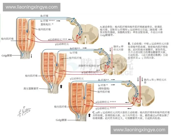 运动调控在健康管理中的应用与机制探索：从细胞到系统的多层次研究