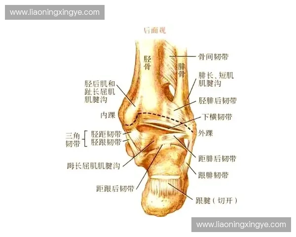 脚踝旋转动作解析与运动损伤预防技巧全面指南 脚踝旋转动作解析与运动损伤预防技巧全面指南